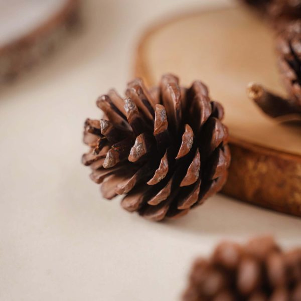Decorative, Natural Pine Wood Cones